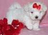 Clean Maltese puppies available