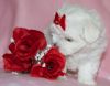 Maltese Puppies Fully Kc For Sale