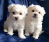 Wonderful male and female Maltese Pups Available