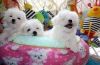 Purebred Maltese puppies for adoption.