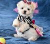 Beautiful T-cup Maltese Puppies For Sale
