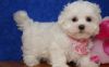 Maltese male and female puppies available