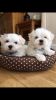 Adorable Maltese For Re- Homing