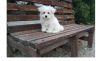 Sweet Maltese puppies for sale