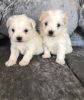 stunning tiny Maltese pups