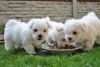 Affectionate Teacup Maltese Puppies.