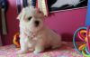 teacup maltese puppies now ready for sale
