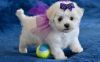 Beautiful AKC Teacup Maltese puppies For Sale.