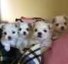 Maltese Puppies Re Homing