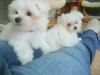 Absolutely Maltese Puppies Available text to (4xx) xx4-0xx0