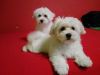 Male & female Maltese puppies