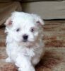 maltese puppies for sale