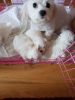 maltese puppies for sale