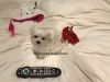 Male Maltese Teacup AKC puppies