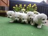 Maltese Puppies for sale.