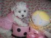 toy maltese puppies whitedolls 8wks