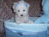 Toy maltese nonshed male female 8wks old