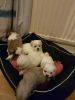 Maltese puppies available.