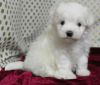 well socialized Teacup Maltese puppies
