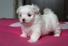 Handsome and Pretty Maltese Puppies