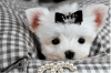 Toy Maltese Puppies For Adoption text or call (xxx) xxx-xxx3