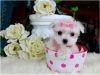 MALTESE PUPPIES BABY DOLL FACE WHITE