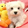 Beautiful AKC Maltese Puppies Available