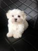 Tiny Male Maltese Pup For Sale