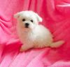 Beautiful Kc Registered Maltese Boy Puppy