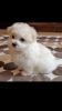 Beautiful Maltese Puppy Boy Looking For A New Home