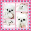 Cute Tiny Maltese Puppies For Sale