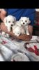 Stunning Three Generation Pedigree Maltese Puppies