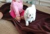Small Stunning 3/4 Maltese Pups Ready Now