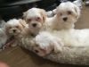 Kc Registered Maltese Puppies
