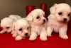 Tiny Maltese Kc Reg'd Puppies !1 Boy And 1 Girl