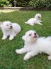 So stunning...beautiful Maltese Terriers for sale!