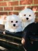 Beautiful Maltese Puppies Ready to leave my home to join your family