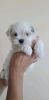 Adorable maltese puppy for sale kindly call or text