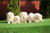 Tiny Maltese Kc Reg'd Puppies