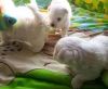Pure Bread Maltese Puppies Available For New Homes
