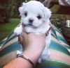 Intelligent Teacup Maltese Puppies Available
