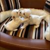 Two 9-week old purebred maltese - For Sale