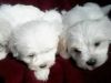 AKC Maltese puppies - For Sale