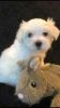 For Sell Quality Show Maltese Puppies - For Sale