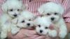 Two 9-week old purebred maltese - For Sale
