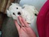 Adorable maltese puppies available for new homes