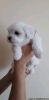 Adorable Maltese puppy for sale kindly call (xxx) xxx-xxx4