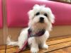 Lovely Maltese pup ready for adoption