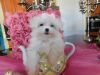 Maltese, T-cup Baby Girl