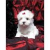 Ready NOW,,Maltese Puppies